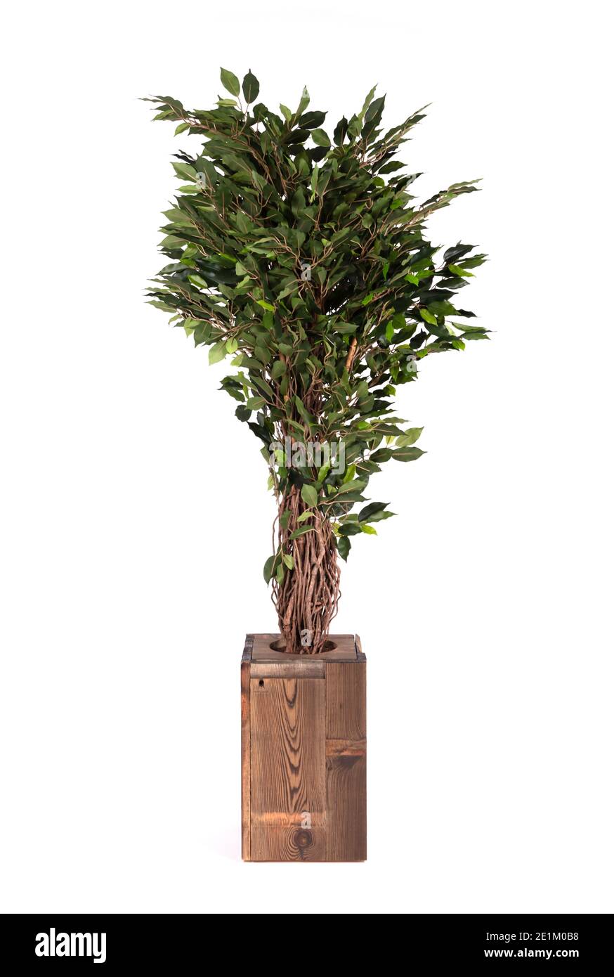 Arbre de ficus artificiel comme réel comme moderne Evergreen décoration écologique pour les intérieurs, isolé Banque D'Images