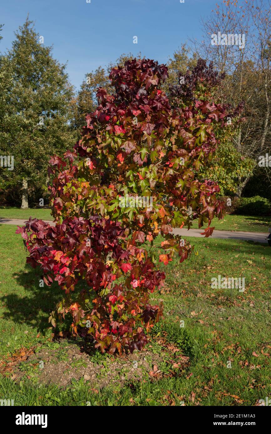 Couleurs d'automne sur un arbre de Gum doux américain (Liquidambar styraciflua 'Bourgogne') croissant dans un jardin dans le Devon rural, Angleterre, Royaume-Uni Banque D'Images