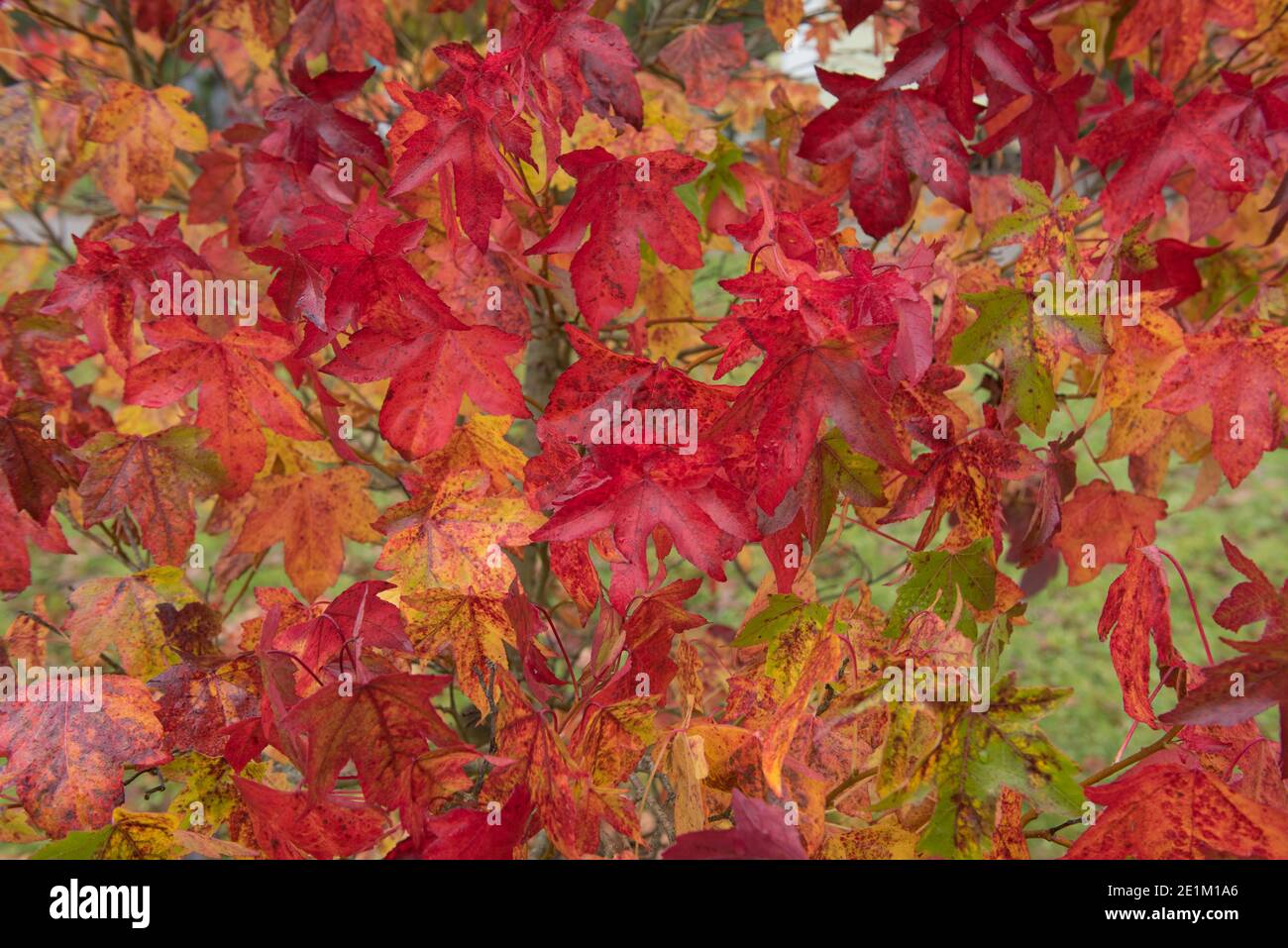 Arrière-plan ou texture des feuilles de couleur automnale d'un Arbre à gomme d'Amérique (Liquidambar styraciflua 'Bourgogne') Culture dans un jardin Banque D'Images