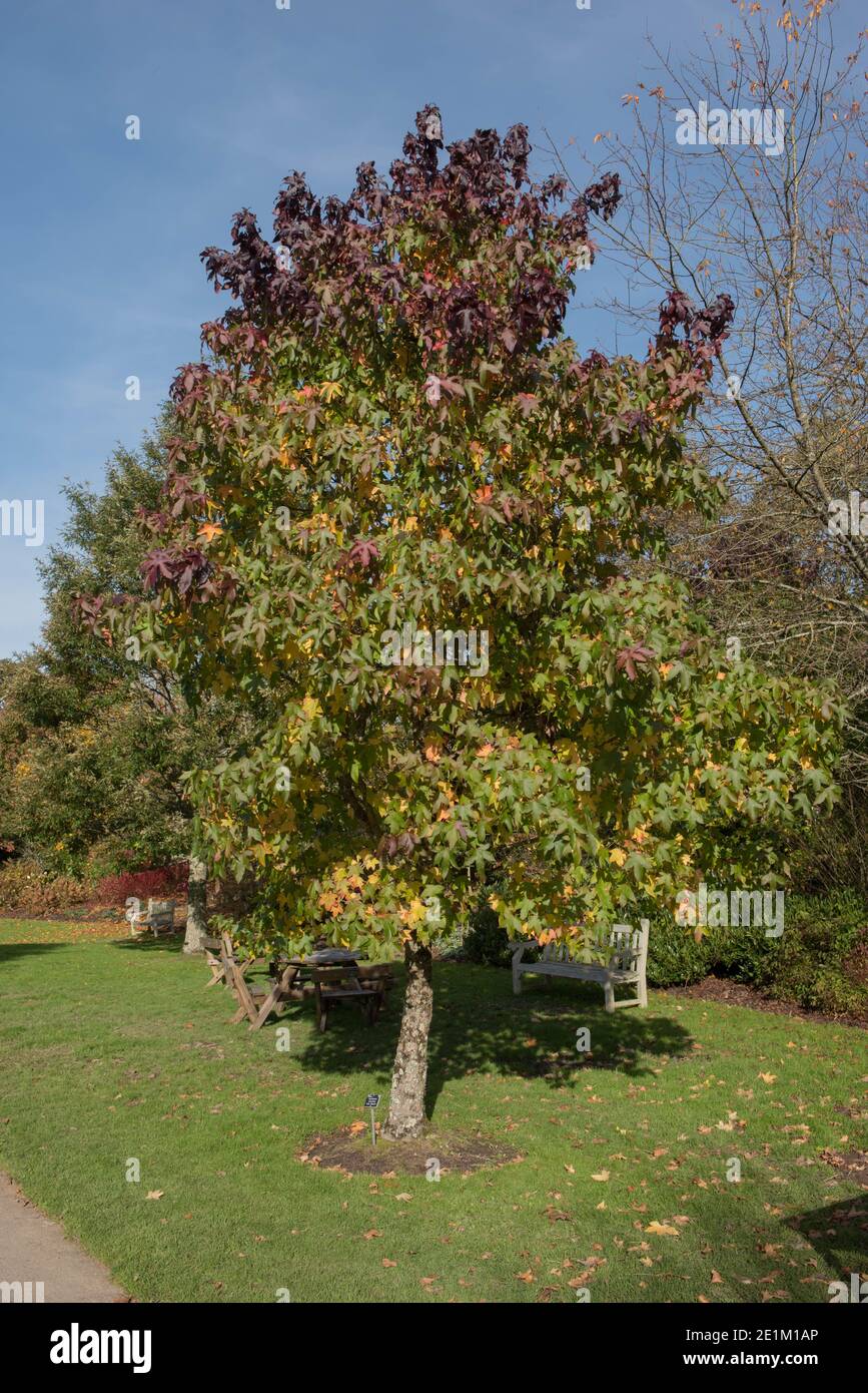 Feuilles changeant de couleur en automne sur un arbre de gomme doux américain (Liquidambar styraciflua 'Lane Roberts') poussant dans un jardin dans le Devon rural, Angleterre, Royaume-Uni Banque D'Images
