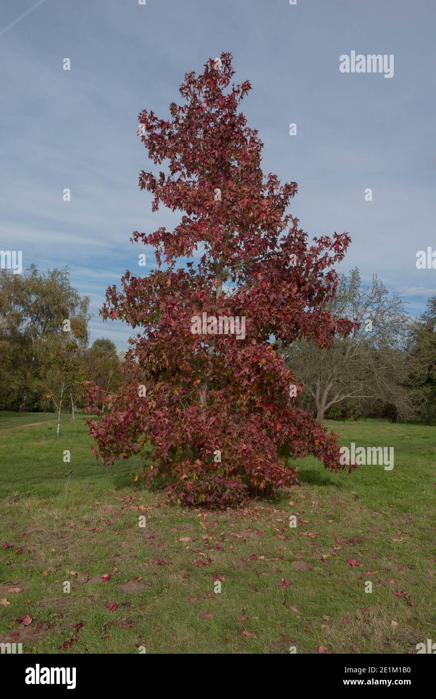 Rouge vif feuilles d'automne sur un arbre de Sweetgum américain (Liquidambar styraciflua 'scale's Gold') croissant dans un parc dans le Surrey rural, Angleterre, Royaume-Uni Banque D'Images