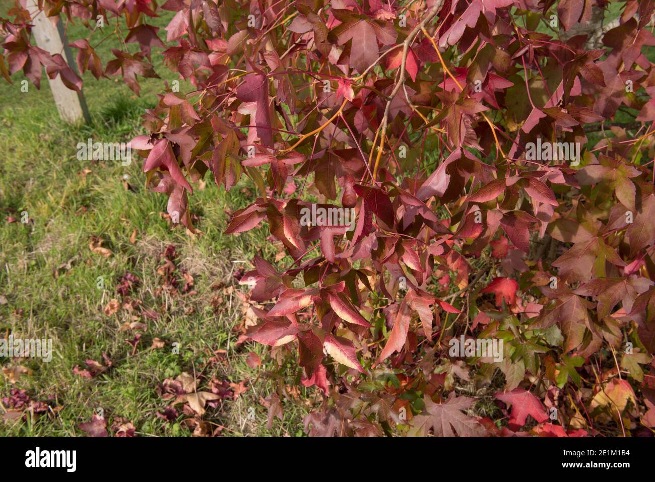 Rouge vif feuilles d'automne sur un arbre de Sweetgum américain (Liquidambar styraciflua 'scale's Gold') croissant dans un parc dans le Surrey rural, Angleterre, Royaume-Uni Banque D'Images