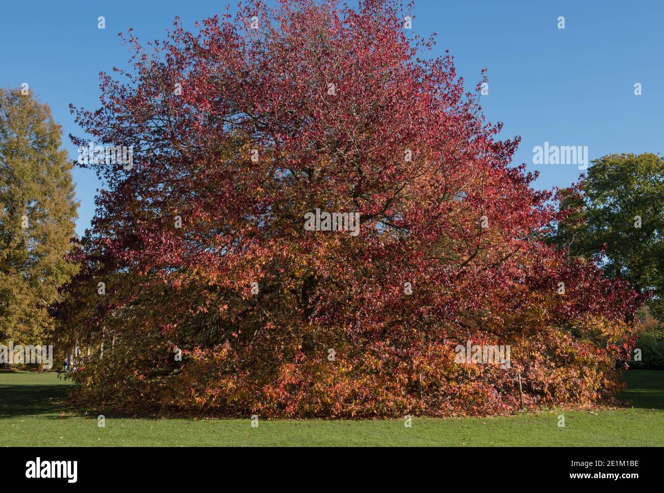 Rouge vif feuilles d'automne sur un arbre de Gum doux américain (Liquidambar styraciflua 'Wisley King') poussant dans un jardin dans le Surrey rural, Angleterre, Royaume-Uni Banque D'Images