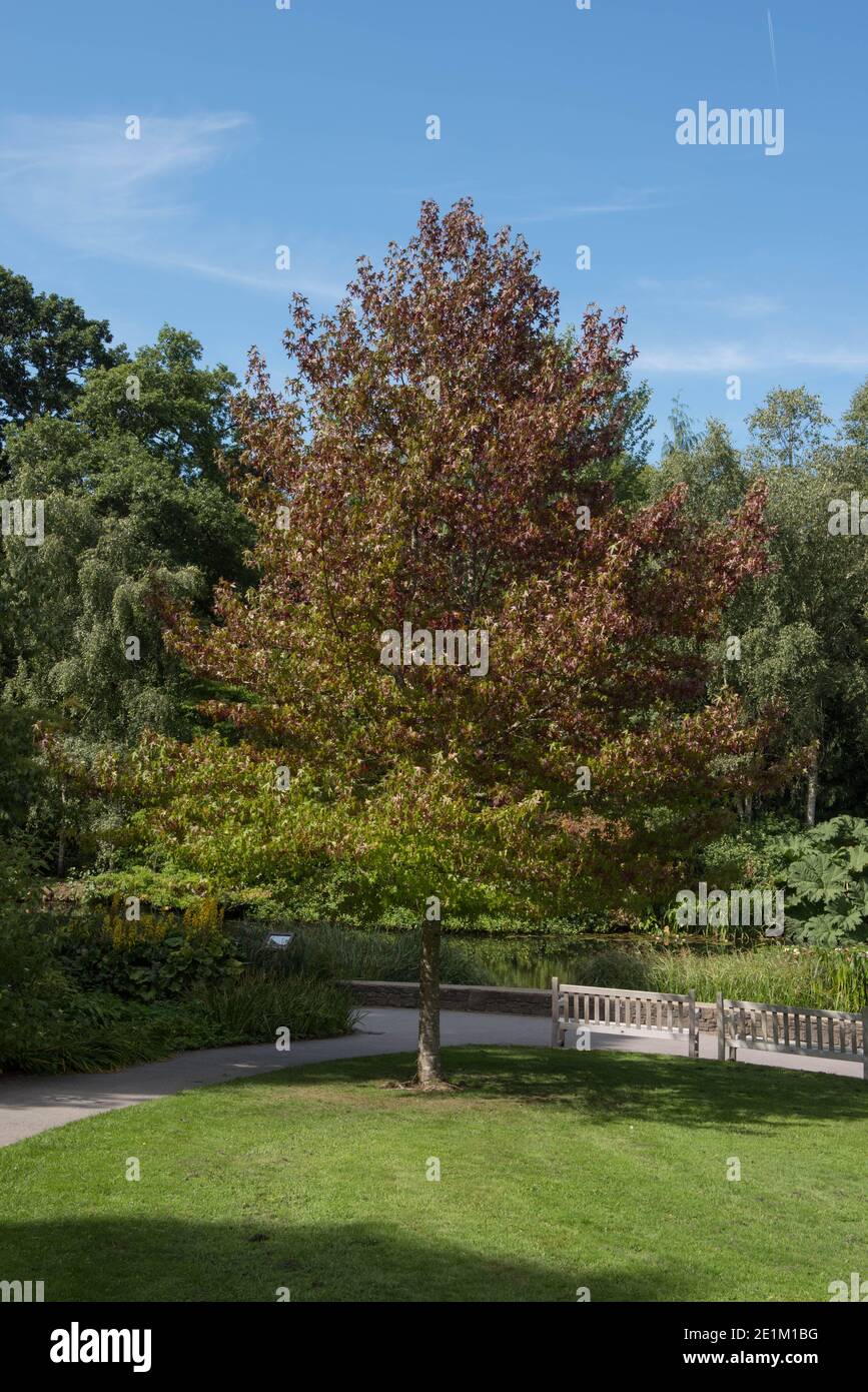 Couleurs d'automne sur un arbre de Gum doux américain (Liquidambar styraciflua 'Worplesdon') croissant par un lac dans un jardin dans le Devon rural, Angleterre, Royaume-Uni Banque D'Images