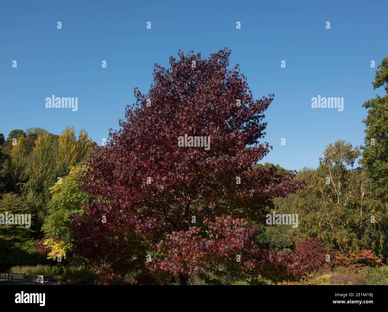 Superbes couleurs automnales d'un arbre de gomme d'Amérique (Liquidambar styraciflua 'Worplesdon') Culture dans un jardin de paysage de forêt dans le Devon rural Banque D'Images