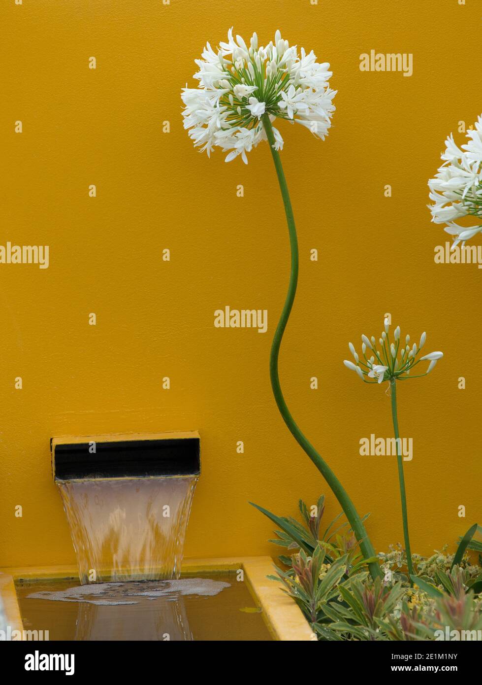 Fleurs blanches d'allium vues devant un mur de jardin peint en jaune avec un élément d'eau. Banque D'Images