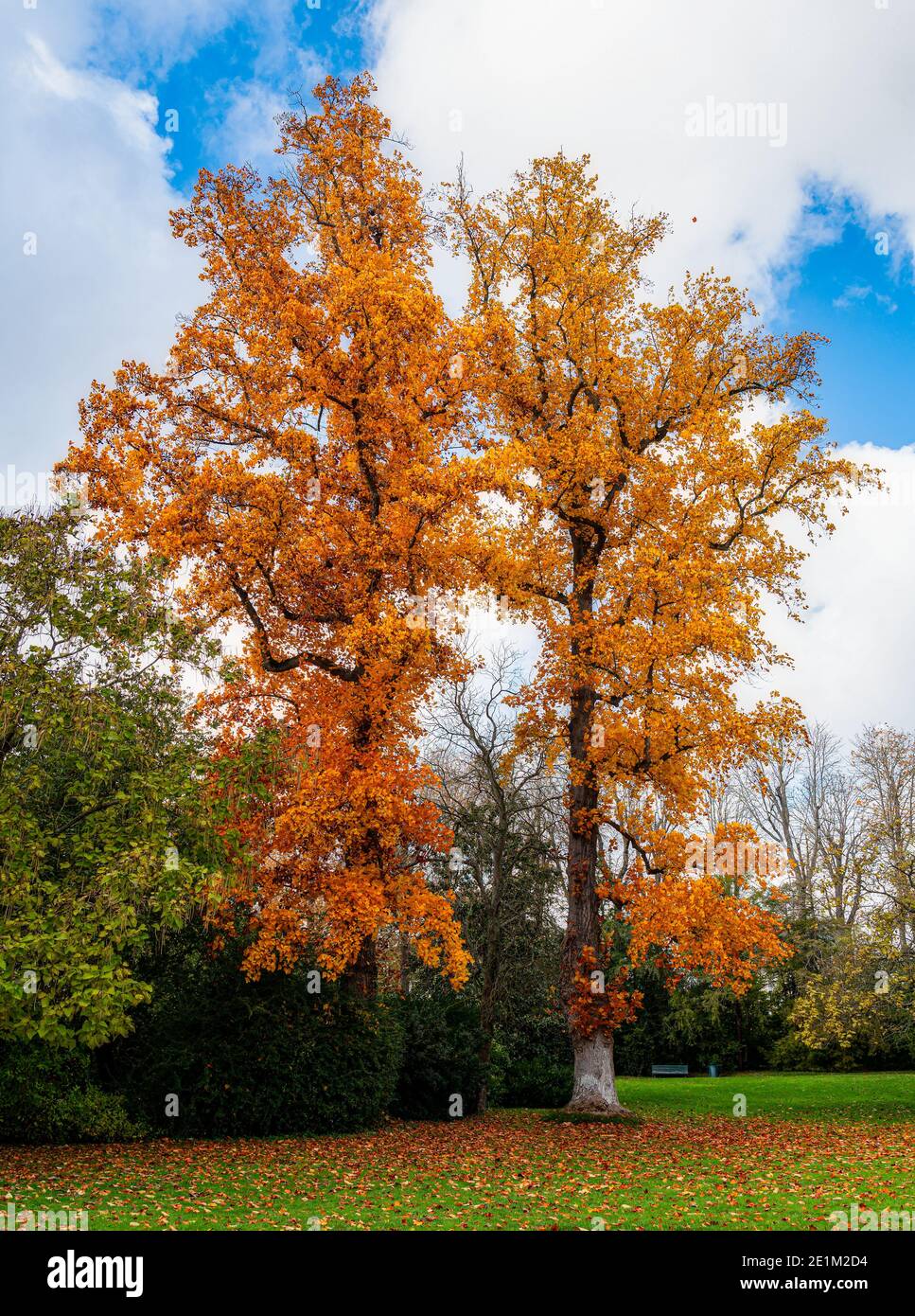 Couleurs d'automne au jardin Diana au château de Fontainebleau - France Banque D'Images
