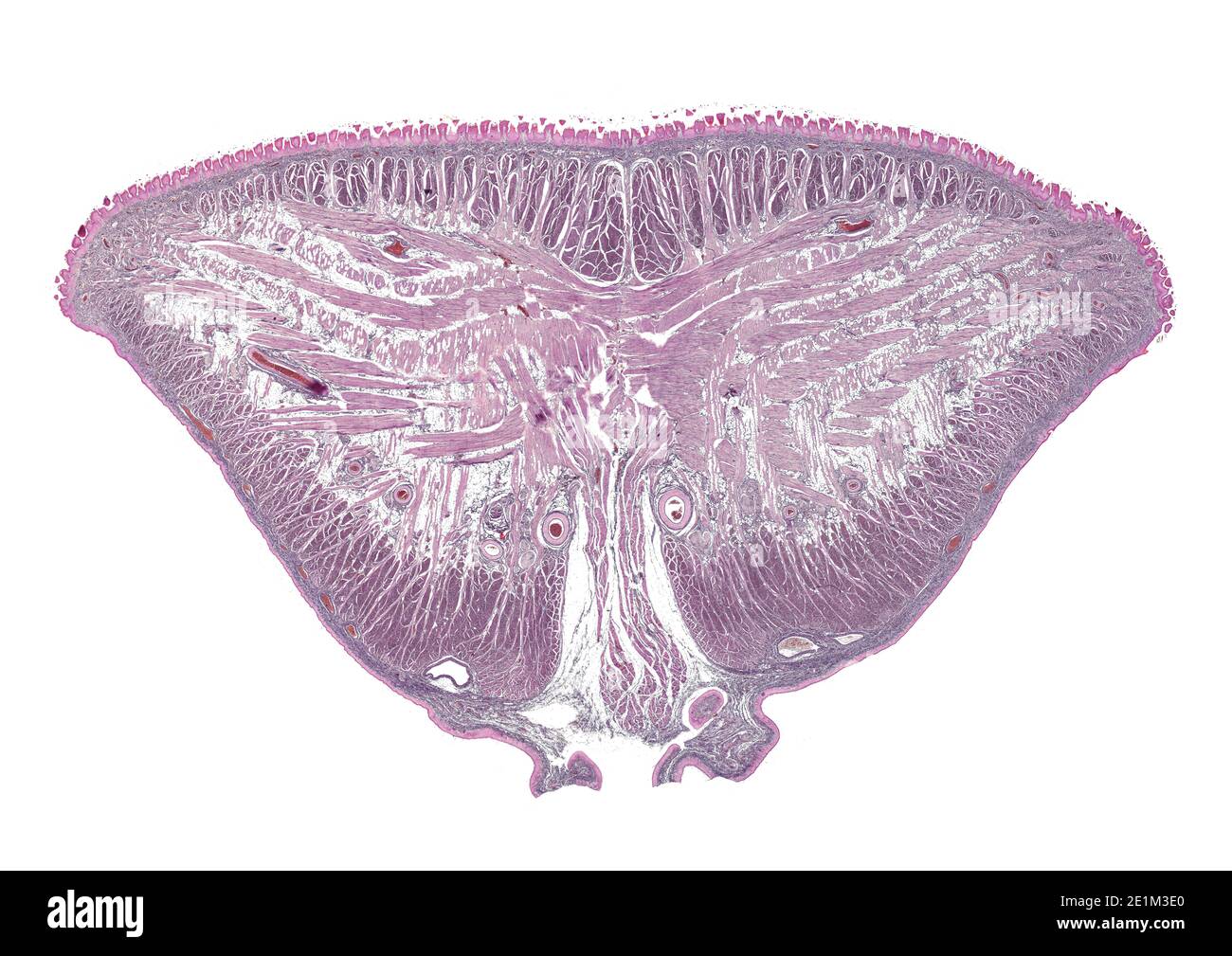 coupe transversale de cellules du corps humain sous un scientifique microscope Banque D'Images