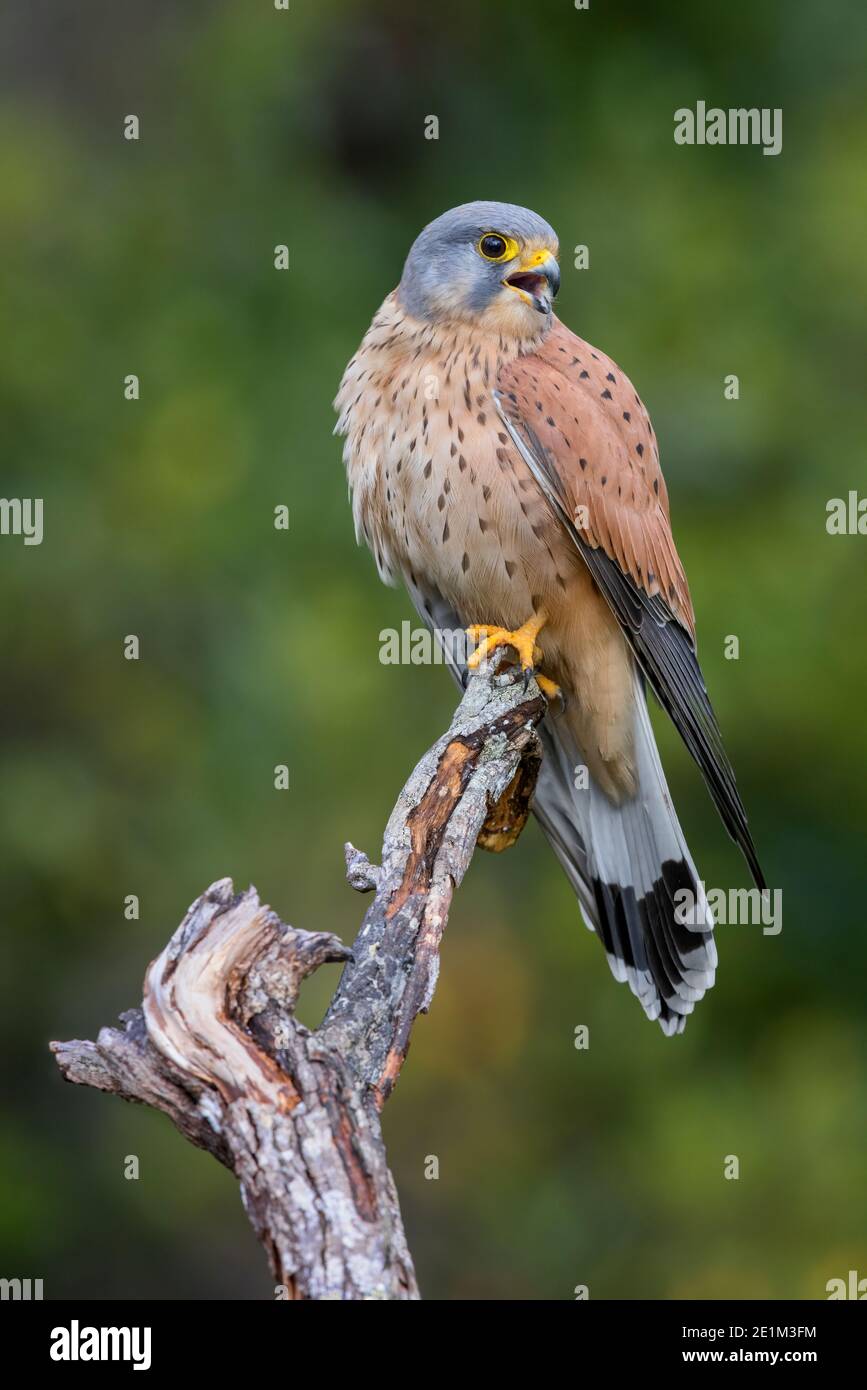 Kestrel commun (Falco tinnunculus), homme adulte perché sur une branche morte, Campanie, Italie Banque D'Images