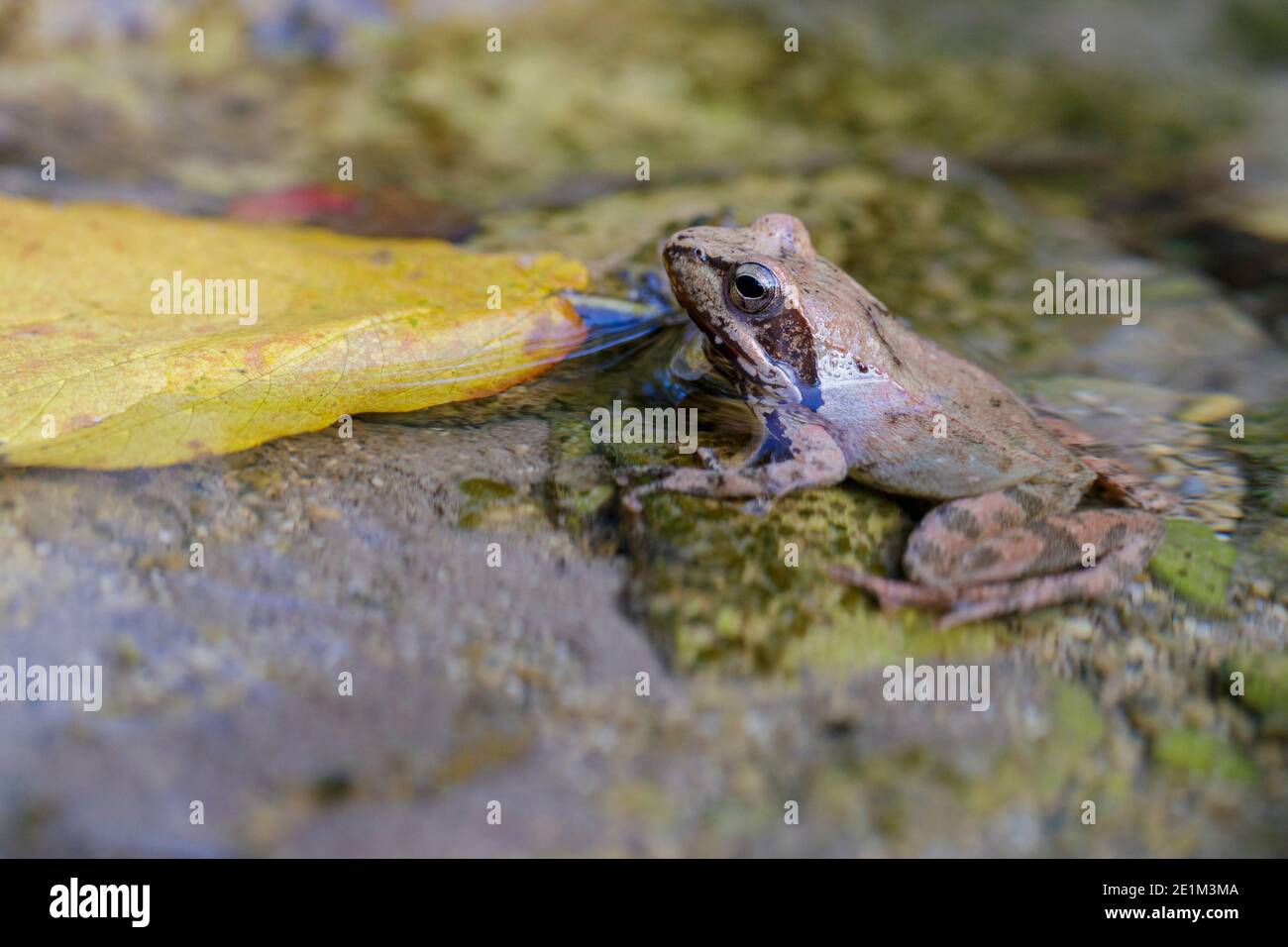 Italian Stream Frog (Rana italica), vue latérale d'un adulte dans l'eau, Campanie, Italie Banque D'Images