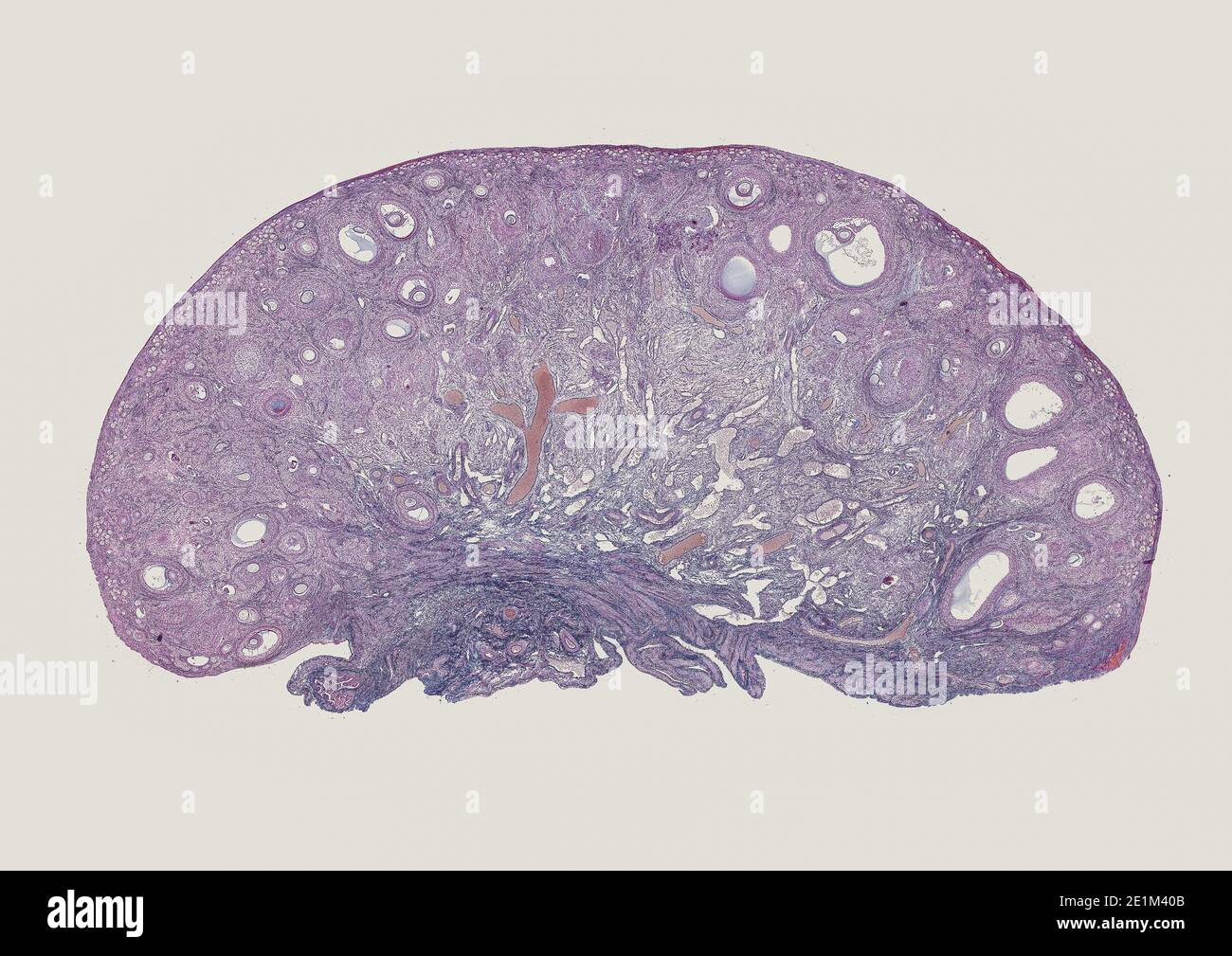 coupe transversale de cellules du corps humain sous un scientifique microscope Banque D'Images