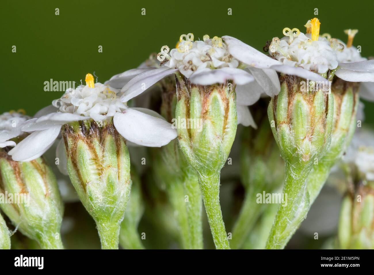 Schafgarbe, Blüte, Blüten, Blütenkörbchen, Blütenstand, Blütenstände, Gewöhnliche Schafgarbe, Wiesen-Schafgarbe, Schafgabe, Achillea millefolium, yarr Banque D'Images