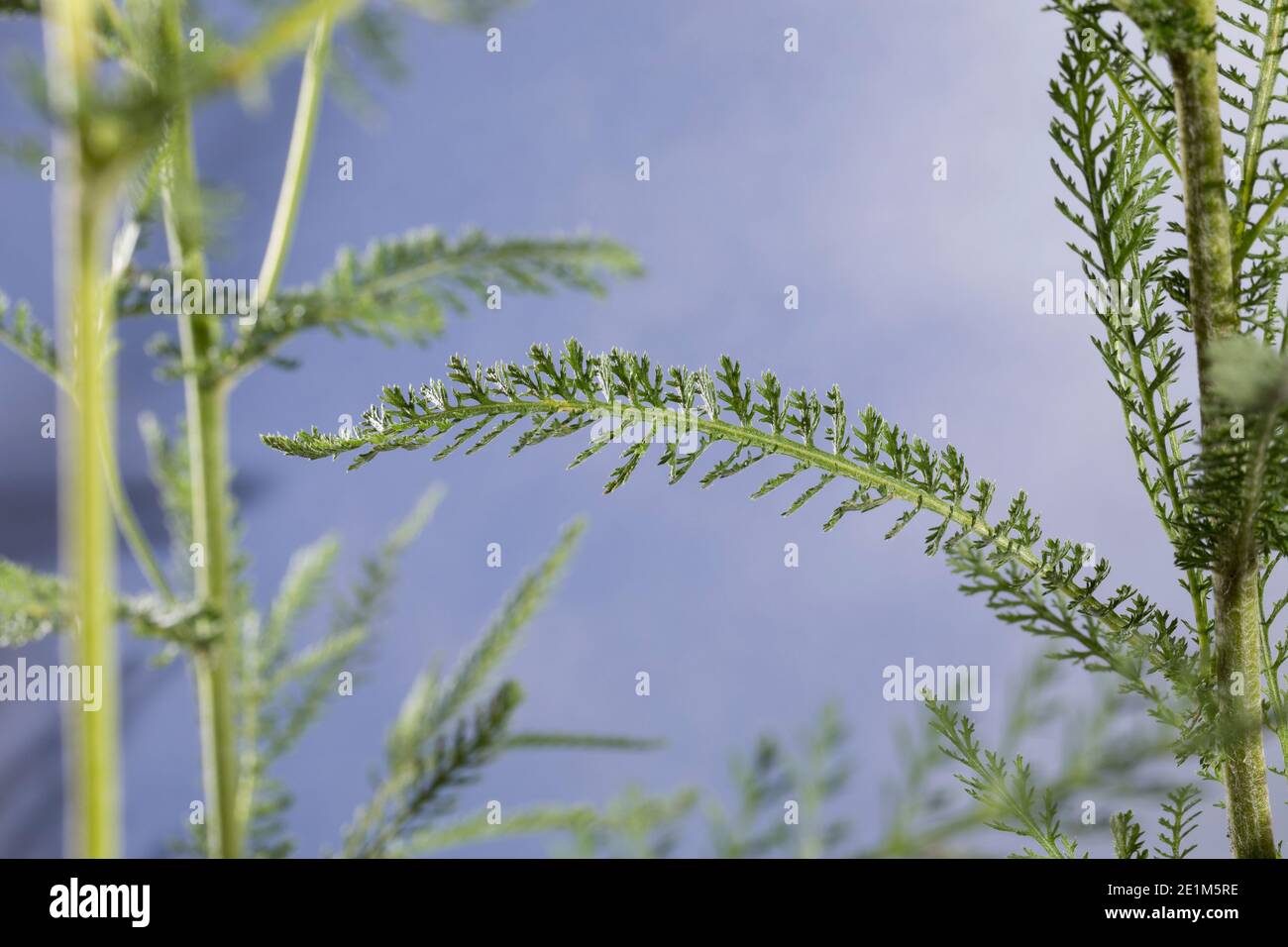 Schafgarbe, Blatt, Blätter, Gewöhnliche Schafgarbe, Wiesen-Schafgarbe, Schafgabe, Achilllea millefolium, yarrow, Common Yarrow, feuille, feuilles, Achillée Banque D'Images