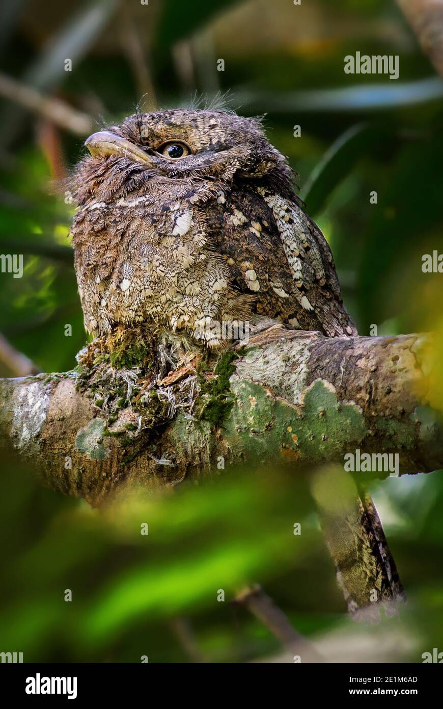 Grenouille du Sri Lanka - Batrachostomus moniliger, oiseau unique de la forêt de Sinharaja du Sri Lanka. Banque D'Images