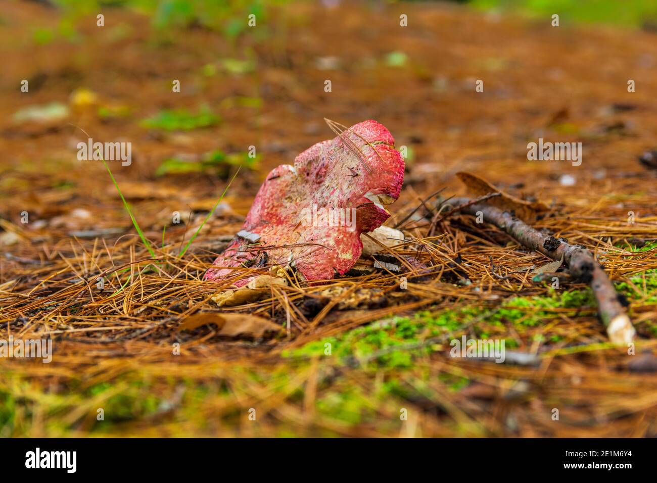 Three Brothers Falls conservation Area Kinmount Ontario Canada en automne Banque D'Images