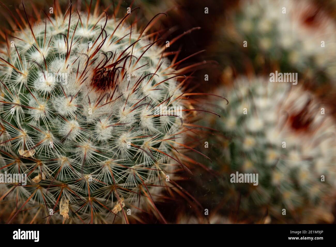 Cactus et cactus de coussin ou succulents Banque D'Images
