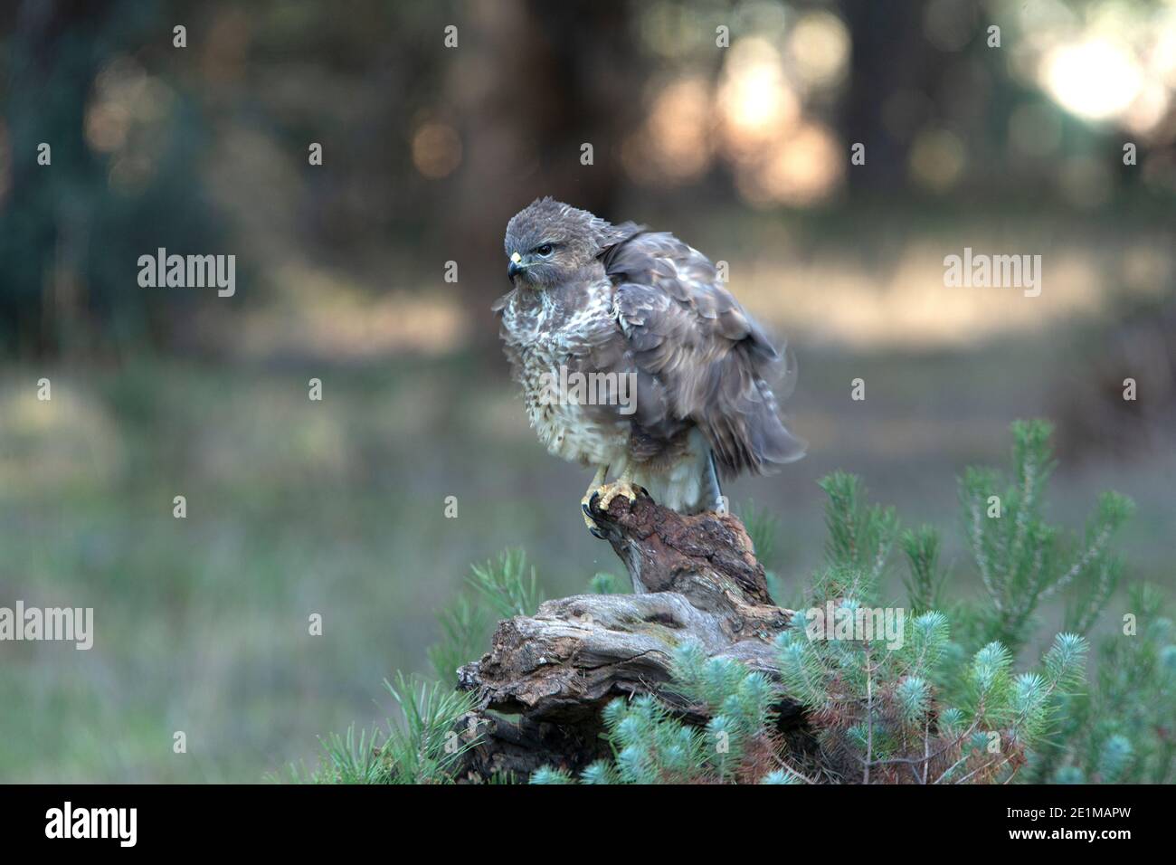 Bourdonnement commun avec les lumières de la dernière soirée dans un pin forêt Banque D'Images