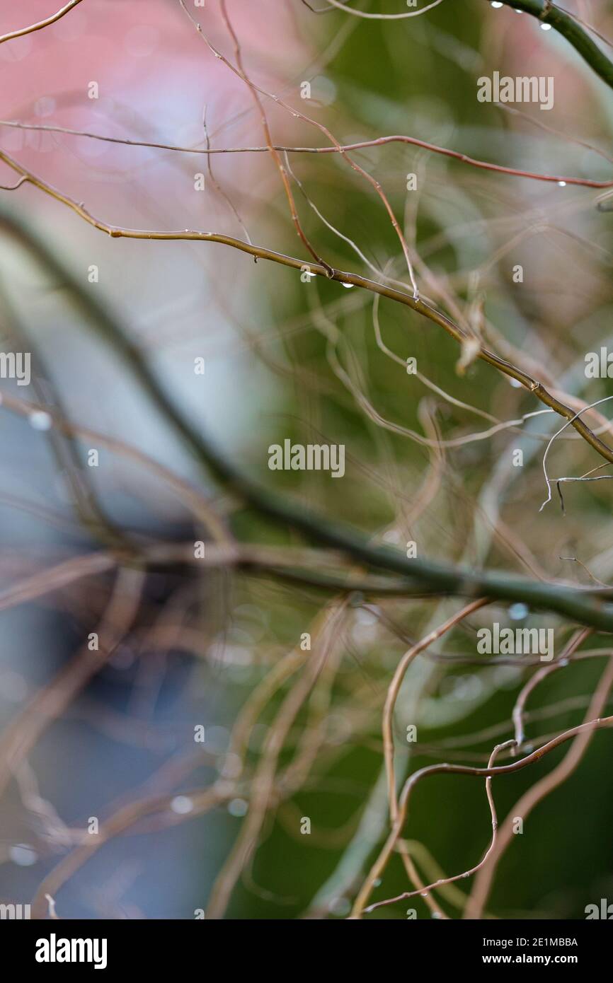 arrière-plan naturel de branches minces floues avec gouttes d'eau Banque D'Images