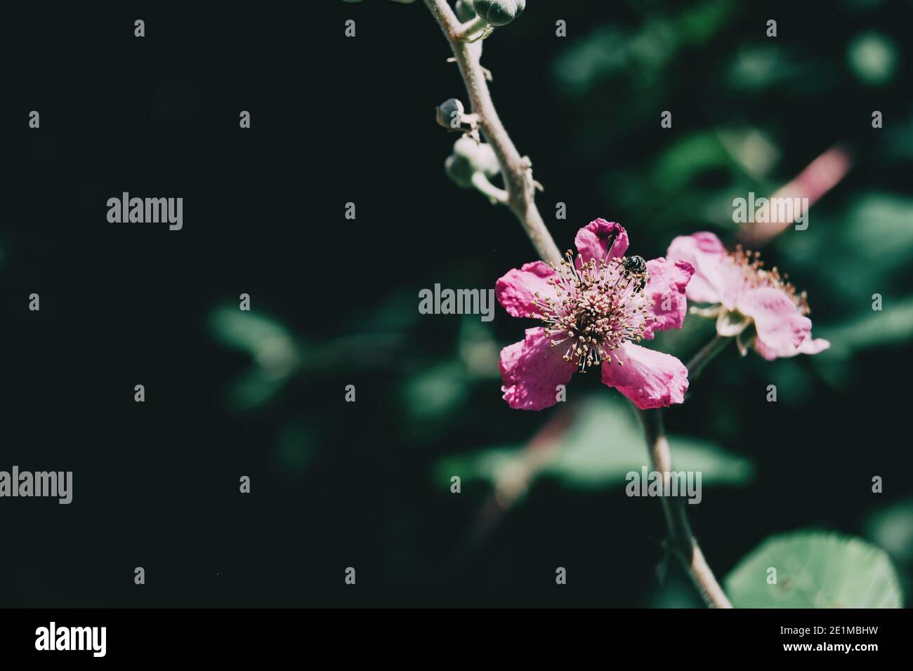 Fleur de rosacée de rubus ulmifolius illuminée par la lumière du soleil dans le champ Banque D'Images