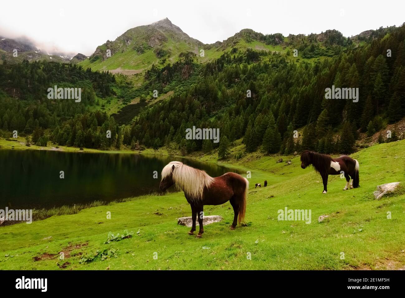 de beaux chevaux debout dans un paysage de montagne vert avec un lac Banque D'Images