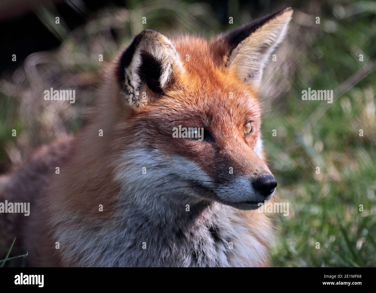 European Red Fox (Vulpes vulpes) Banque D'Images