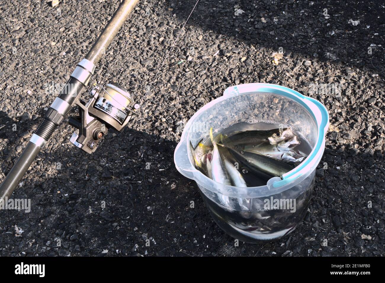 Quelques chevaux maquereau pêchent dans un seau, fraîchement pêché par la route de pêche. Banque D'Images