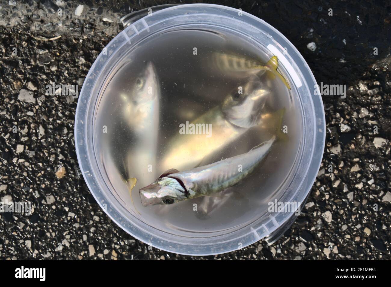 Quelques poissons de chinchard dans un seau, fraîchement pêchés. Banque D'Images