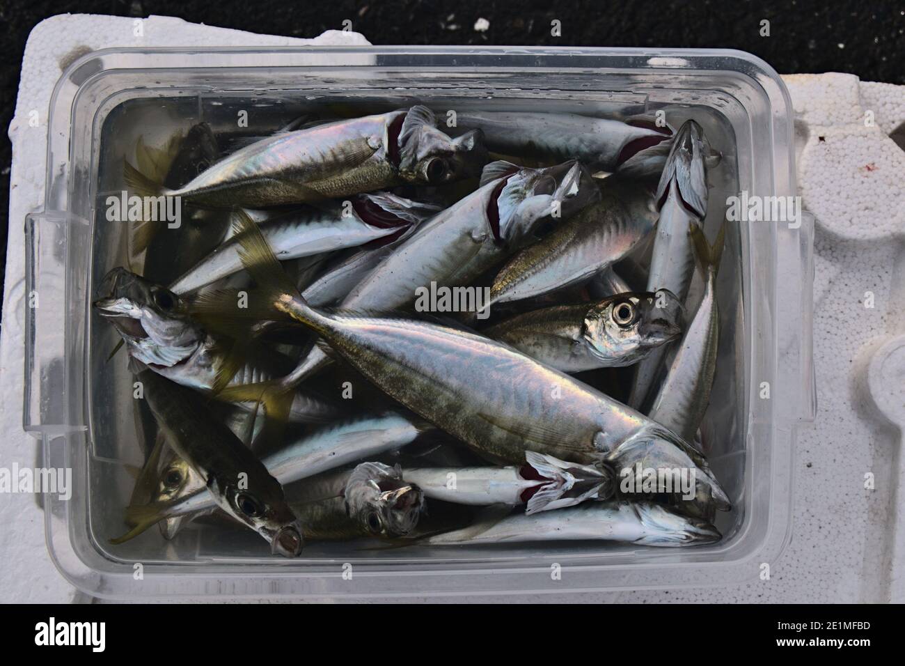 Quelques poissons de chinchard dans un seau, fraîchement pêchés. Banque D'Images