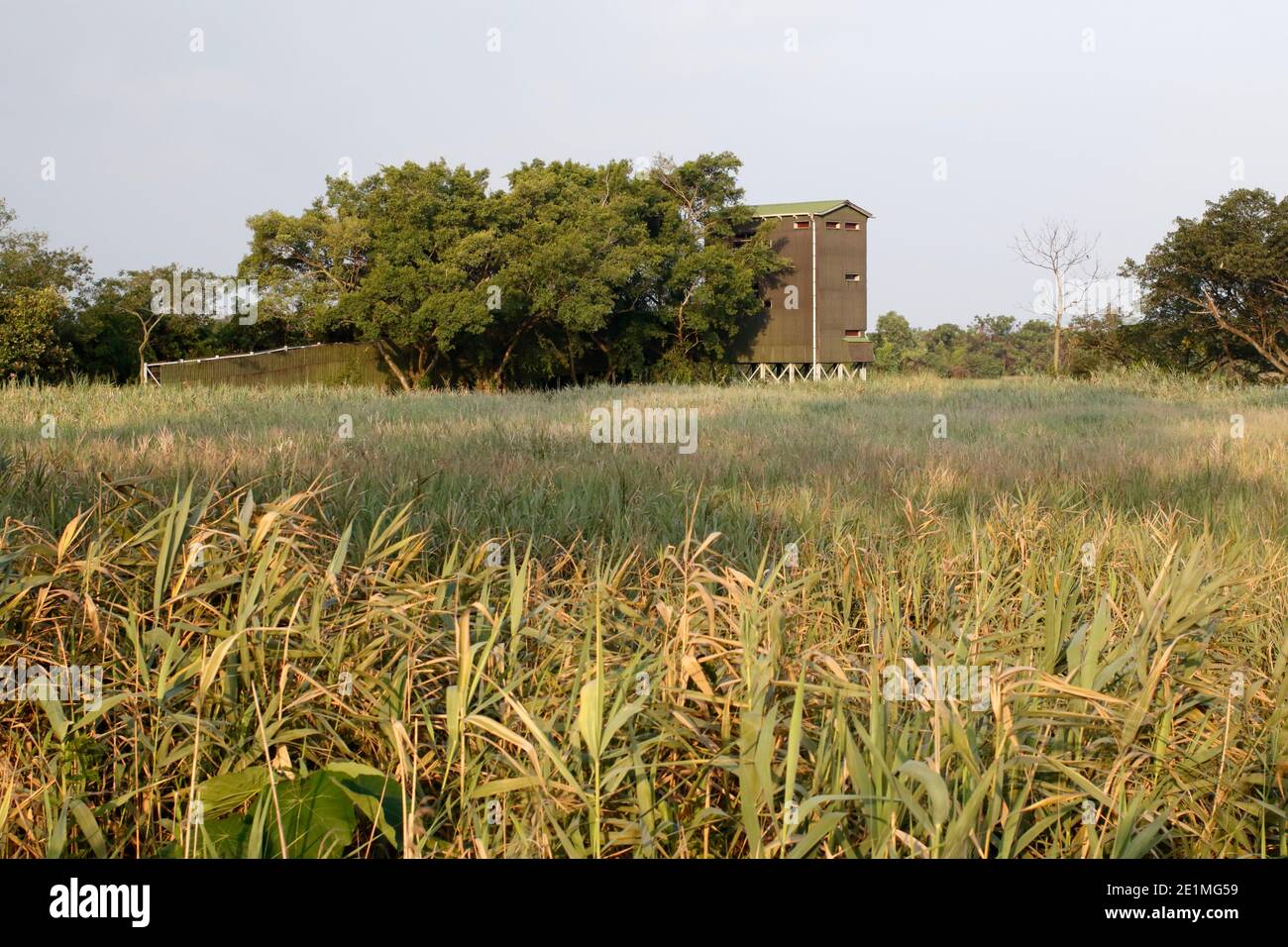 Tower Hide, Reedbed at Pond 9, réserve naturelle de Mai po, Hong Kong 15 sept 2015 Banque D'Images