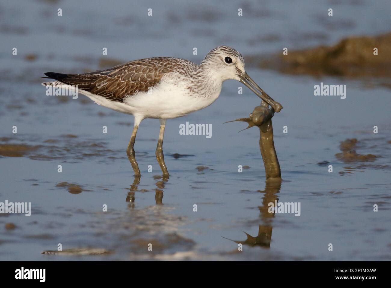 Lansère commune (Tringa nebaria), avec une proie de mudskipper, réserve naturelle de Mai po, Hong Kong 27 octobre 2015 Banque D'Images