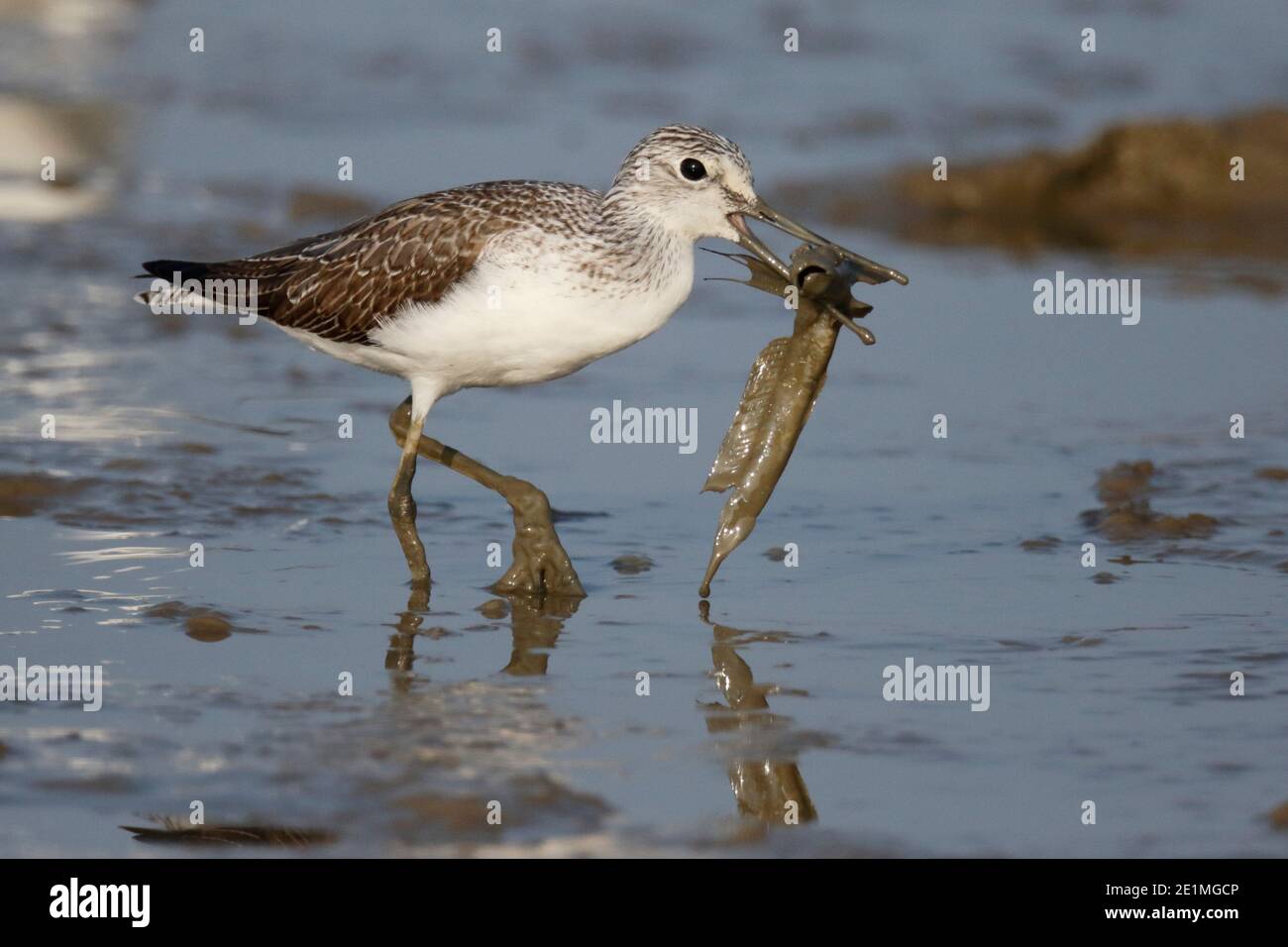 Lansou commune (Tringa nebaria), avec une proie de mudskipper, réserve naturelle de Mai po, Hong Kong, Chine 27th oct 2015 Banque D'Images