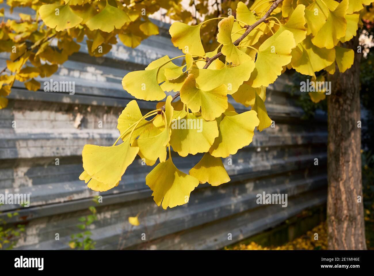 Feuillage jaune de Ginkgo biloba en automne Banque D'Images