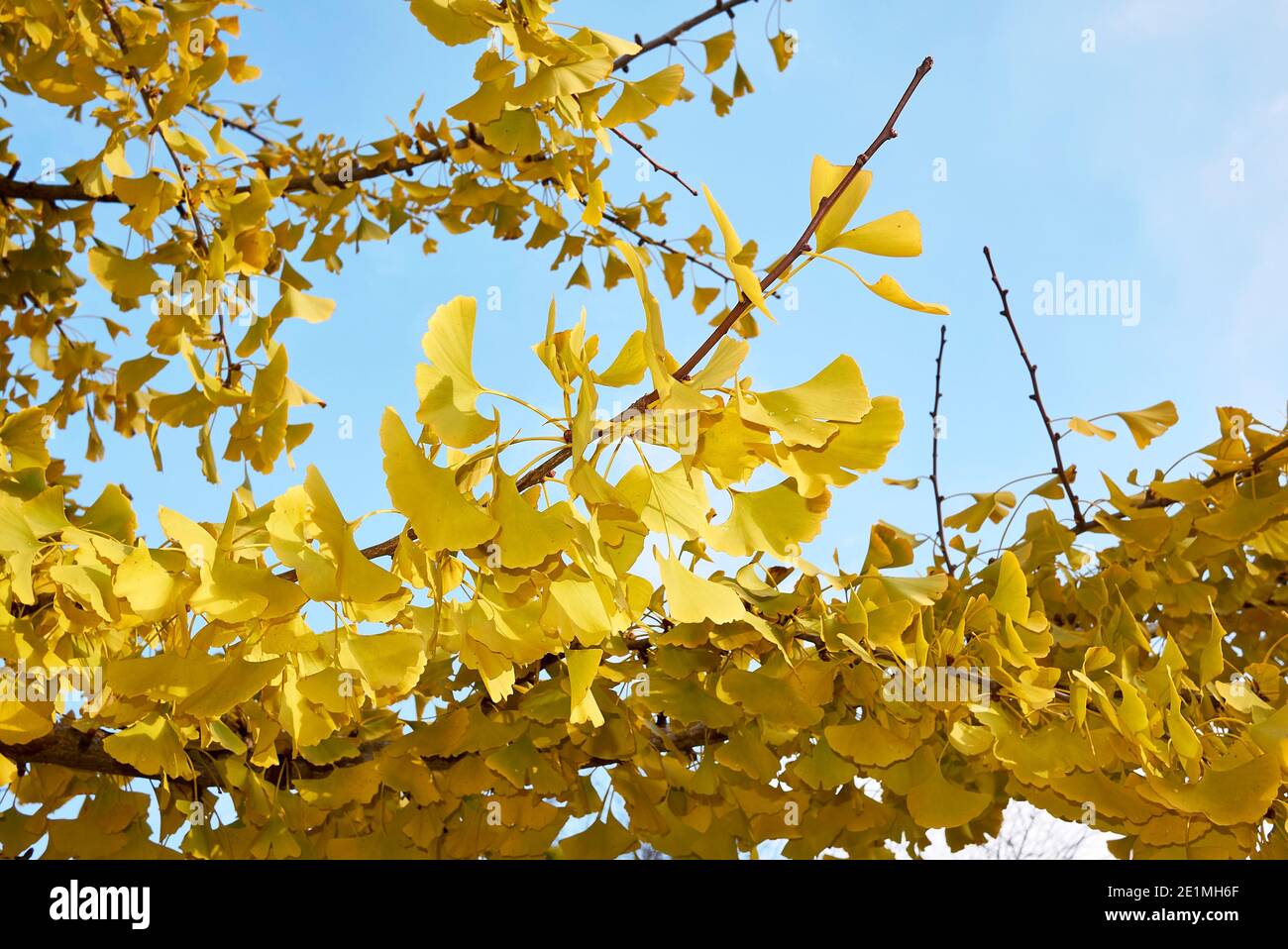 Feuillage jaune de Ginkgo biloba en automne Banque D'Images