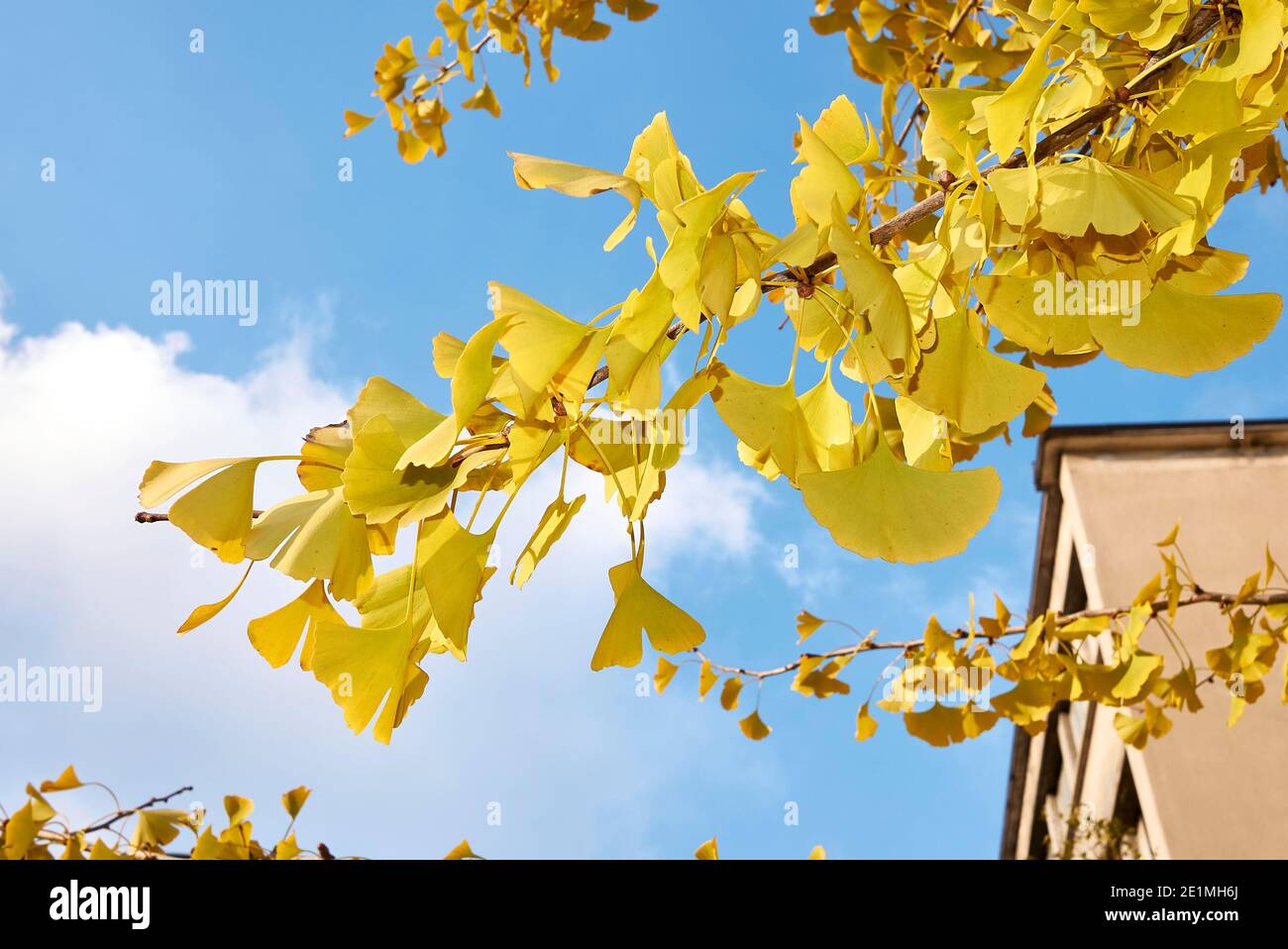Feuillage jaune de Ginkgo biloba en automne Banque D'Images