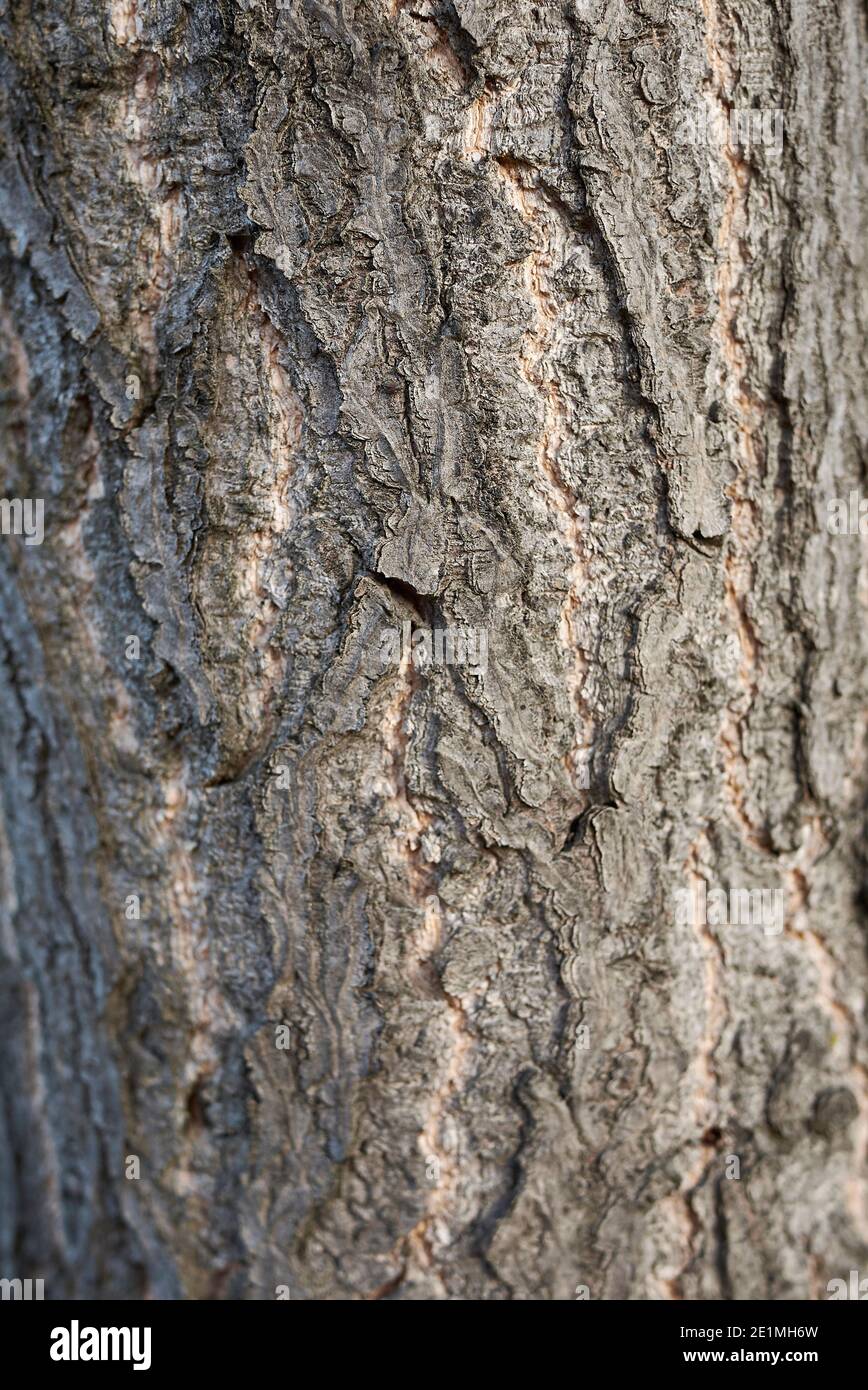 Feuillage jaune de Ginkgo biloba en automne Banque D'Images