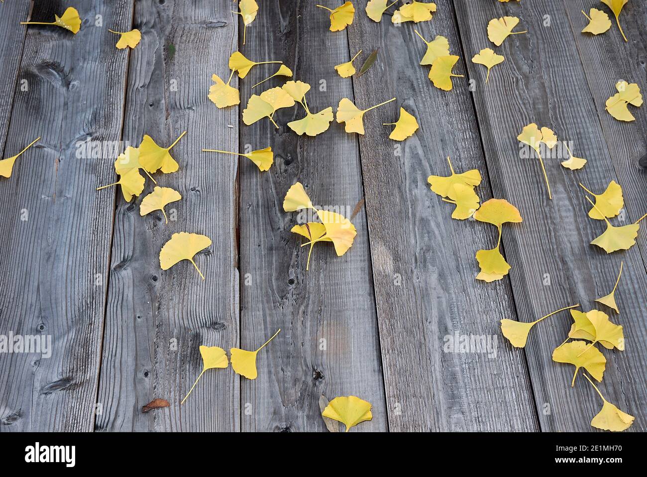 Feuillage jaune de Ginkgo biloba en automne Banque D'Images