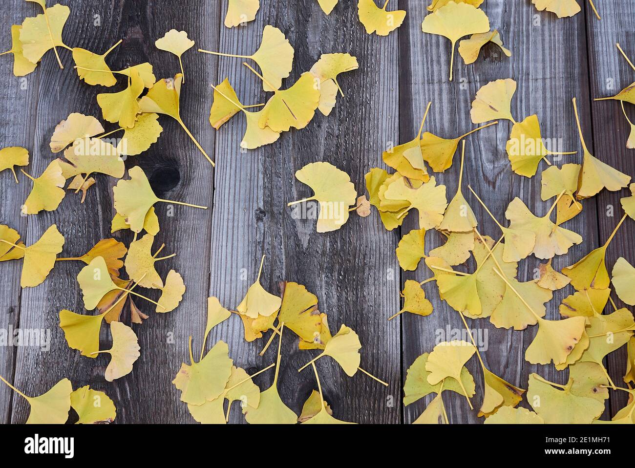 Feuillage jaune de Ginkgo biloba en automne Banque D'Images