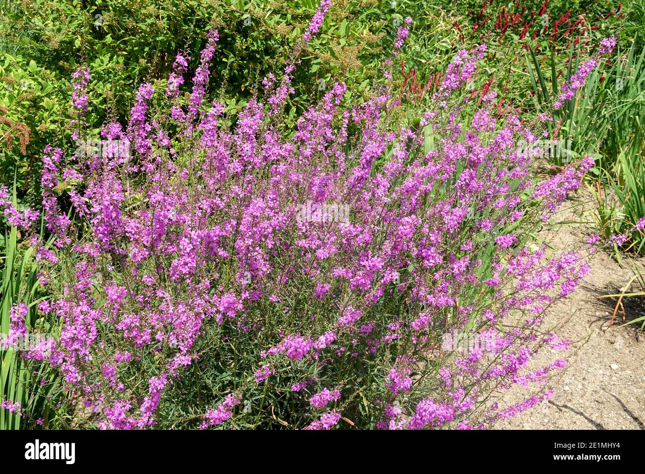 Lythrum virgatum 'Helene' Purple Loosestrife Banque D'Images