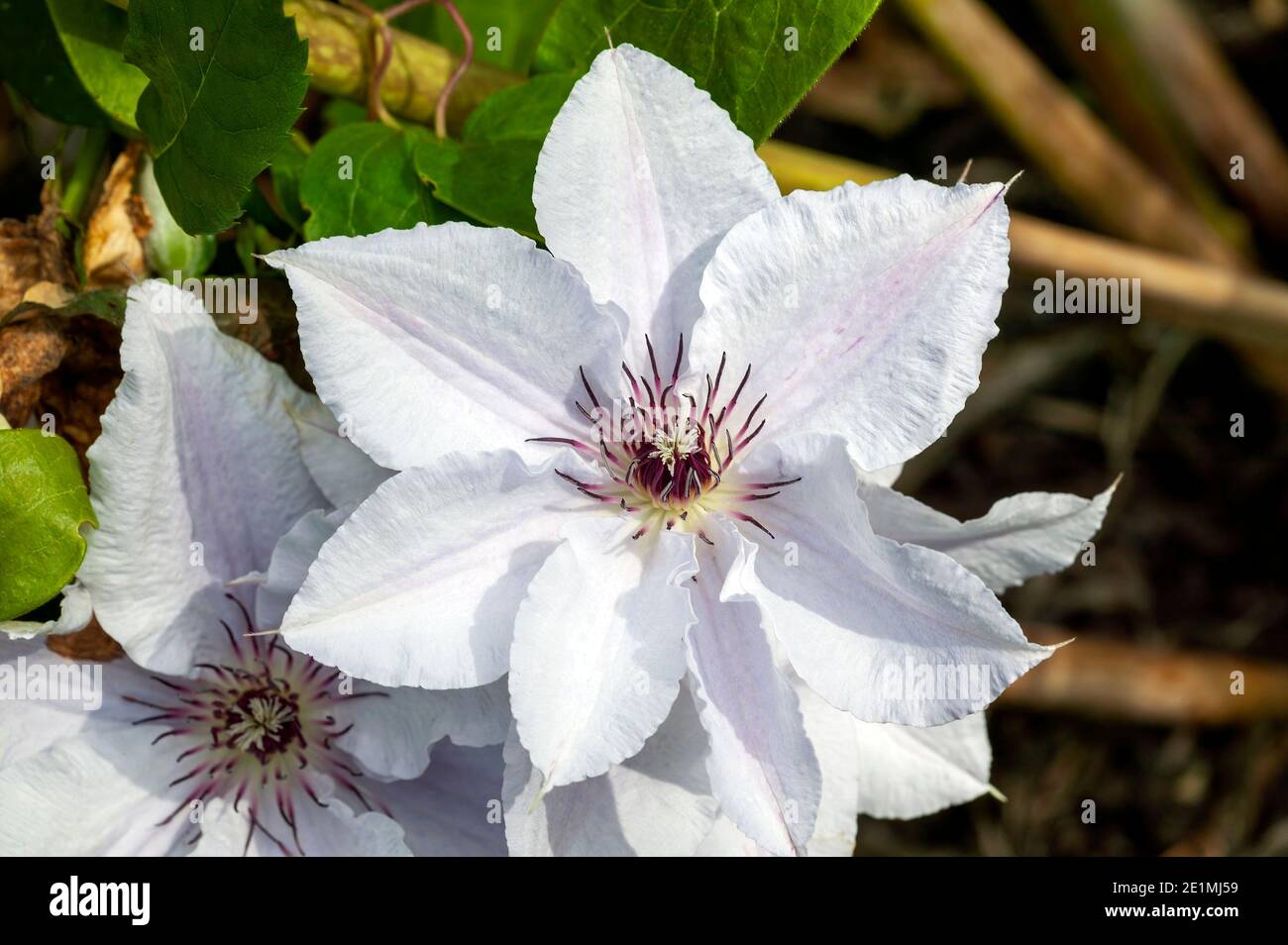 Clematis 'Now Queen' plante arbuste à fleurs au début de l'été avec une fleur  blanche d'été qui ouvre en mai juin et septembre, photo de stock Photo  Stock - Alamy