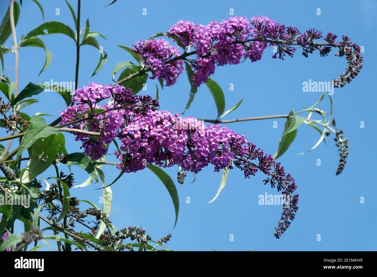 Butterfly Bush Buddleia Flowers Buddleia davidii floraison, arbuste Buddleja davidii Blooming Buddleja Flower Plant, fleurs de Butterfly buisson d'été lilas Banque D'Images