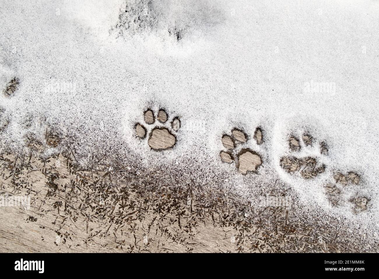 Empreinte de pattes de chat dans la neige sur une texture en bois. Copier l'espace. Banque D'Images