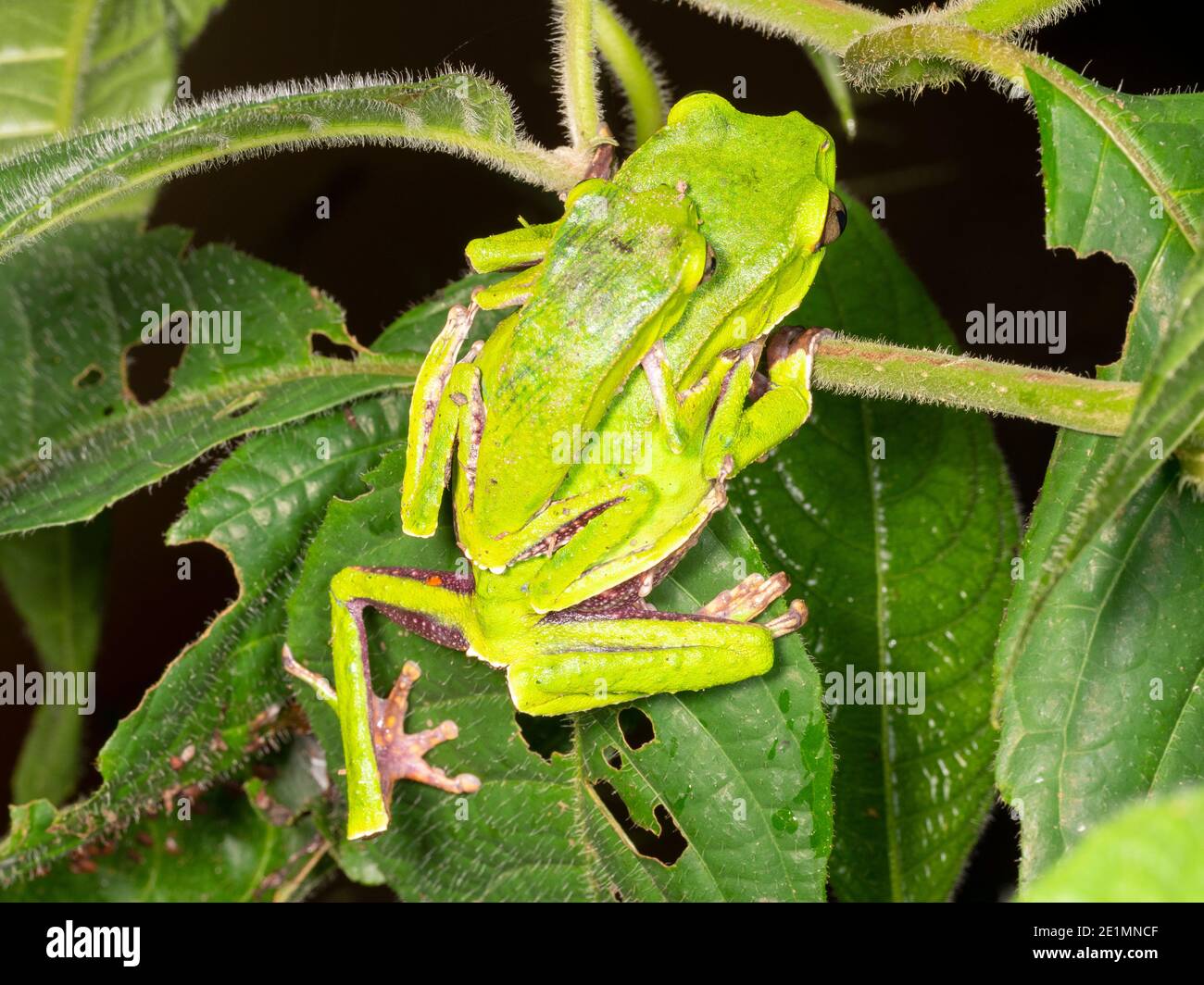 Paire de grenouilles de singe à lignes blanches (Phylomedusa vaillantii) dans l'ampellotus avant de déposer leurs oeufs dans un nid de feuilles, en Équateur. Banque D'Images