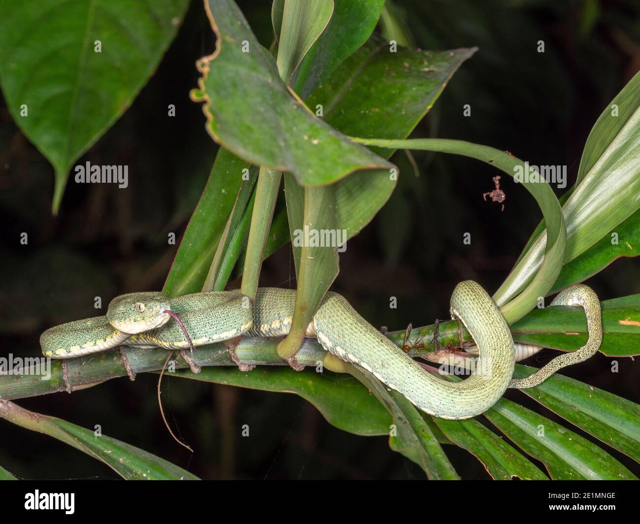 Le pitvipère de forêt venomeux à deux rayures (Bothriopsis bilineata) actif la nuit dans le sous-étage de la forêt tropicale, en Équateur Banque D'Images