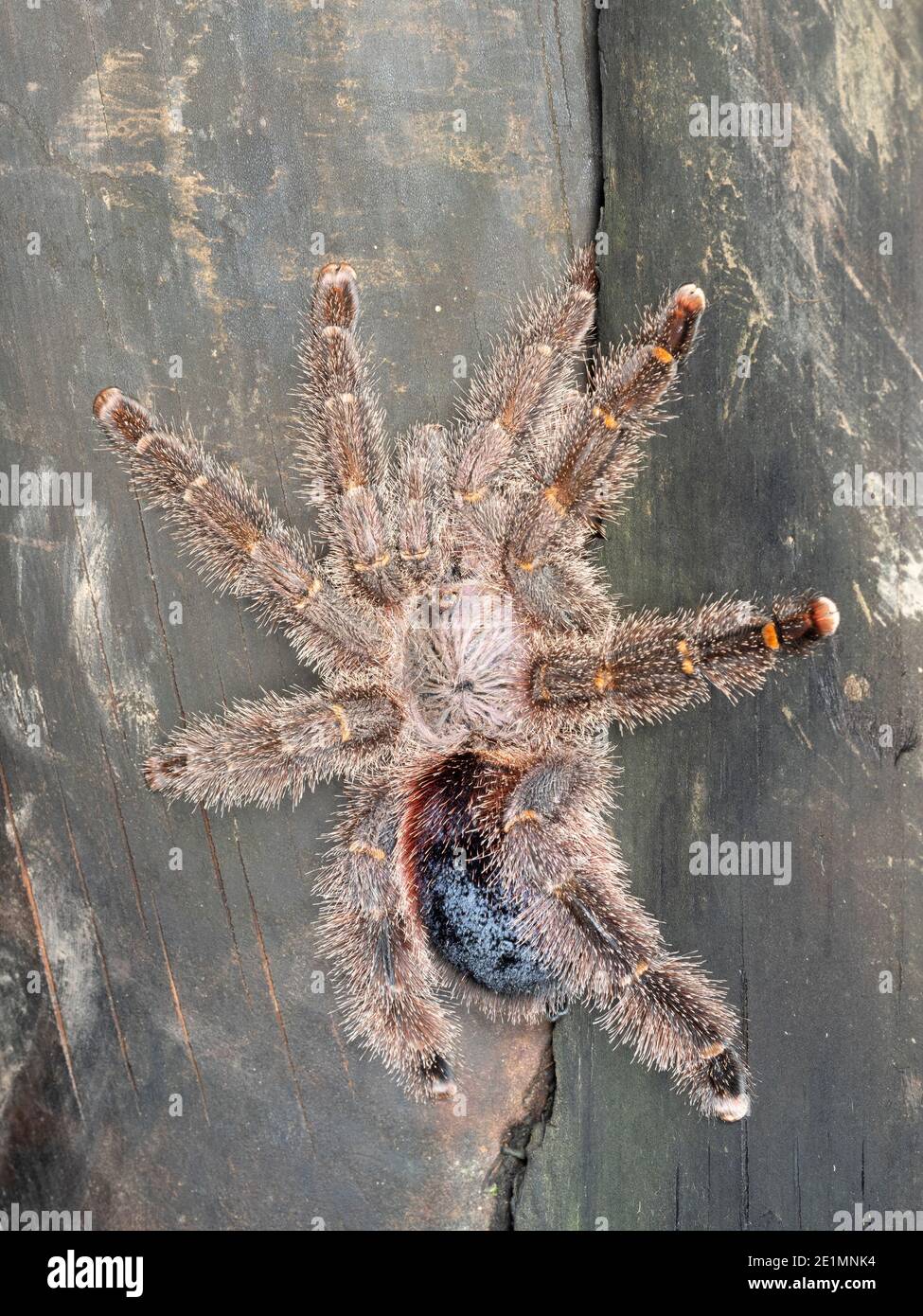 Tarantula (Avicularia sp.) sur un tronc de palmier dans l'Amazonie équatorienne. Banque D'Images