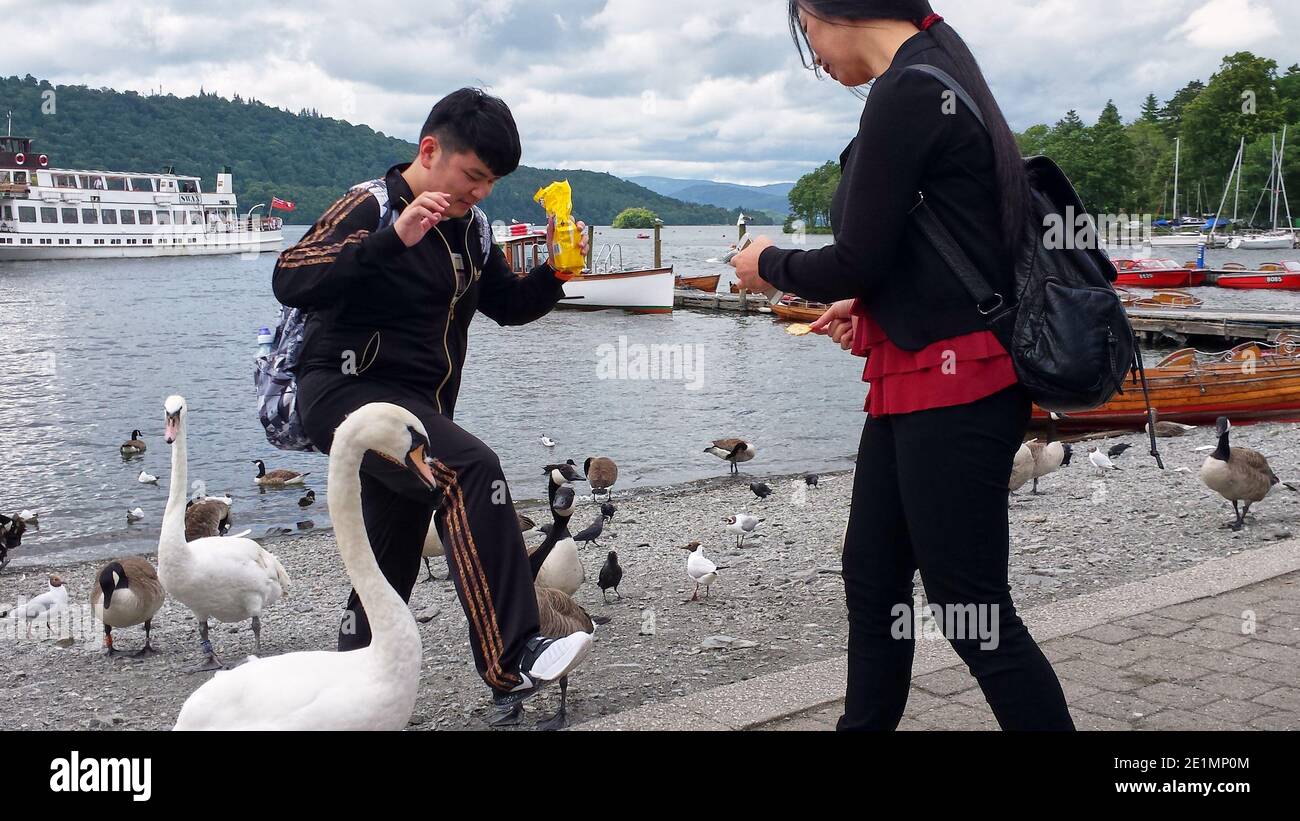 Les touristes chinois/asiatiques qui nourrissent des cygnes à Bowness sur Windermere, English Lake District, Royaume-Uni, tout en évitant de marcher sur un oiseau Banque D'Images