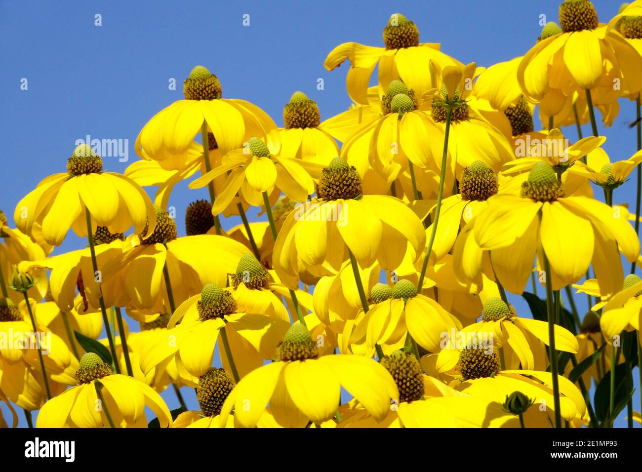 Rudbeckia laciniata Herbstsonne été de grandes plantes herbacées Cutleaf coneflower Banque D'Images