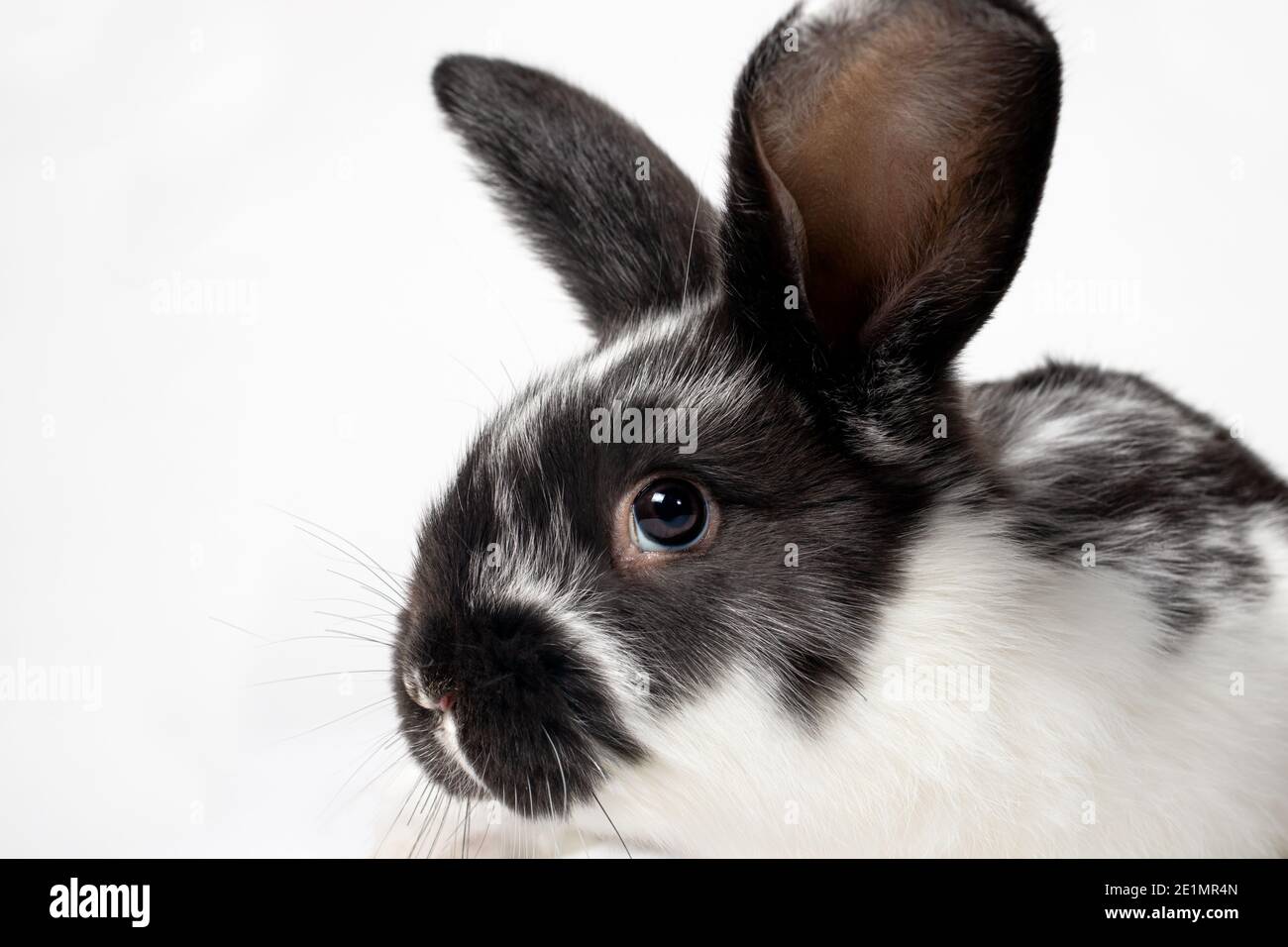 Photo macro de la tête du lapin. Maladies du lapin, coccidiose ou lichen. Médecine vétérinaire pour une ferme de lapins. Banque D'Images