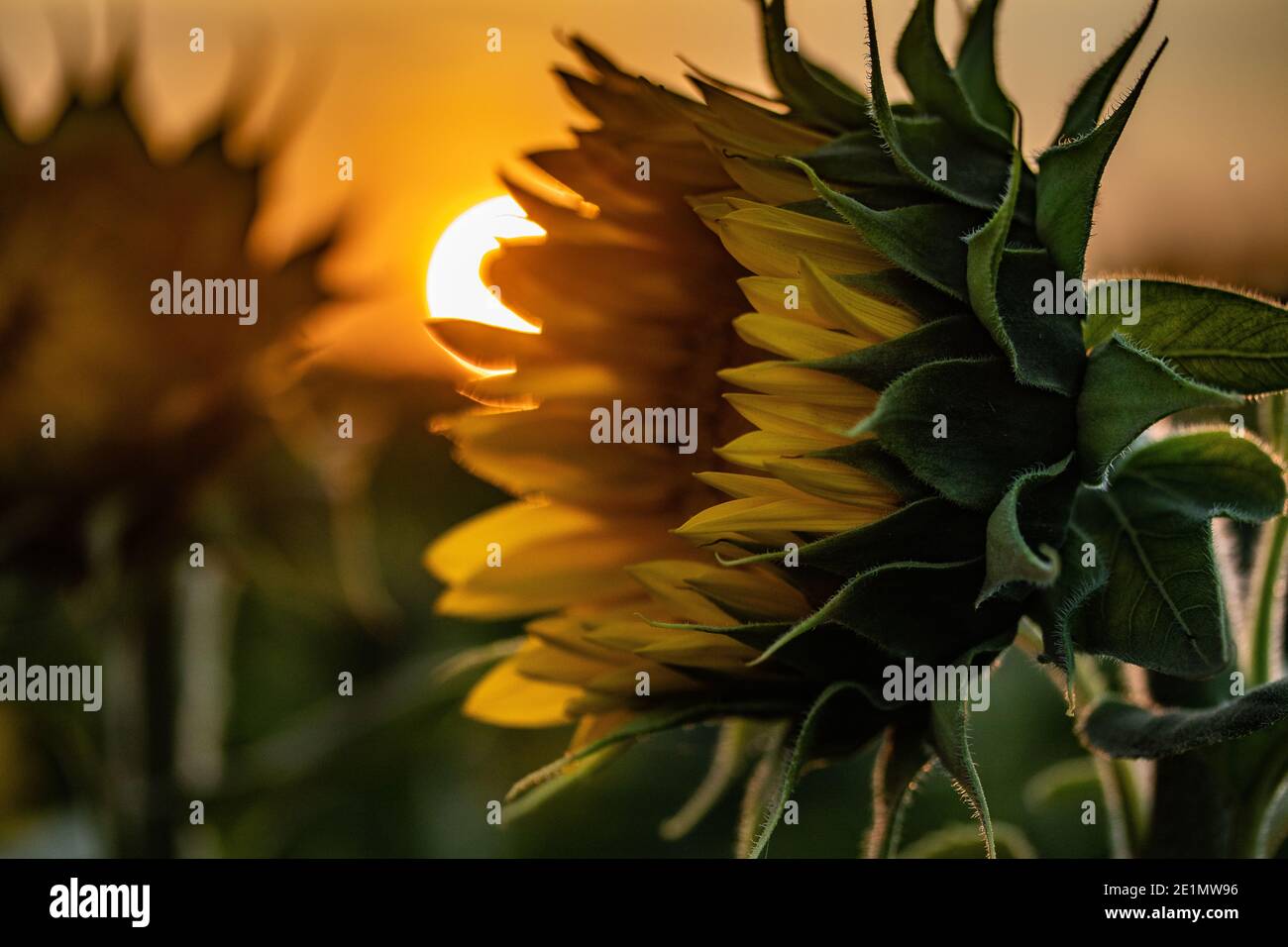 pont couvert d'automne Banque D'Images