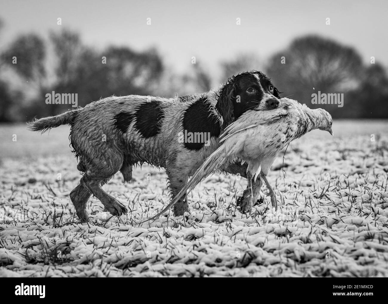 Springer Spaniel récupération d'un faisan blanc Banque D'Images