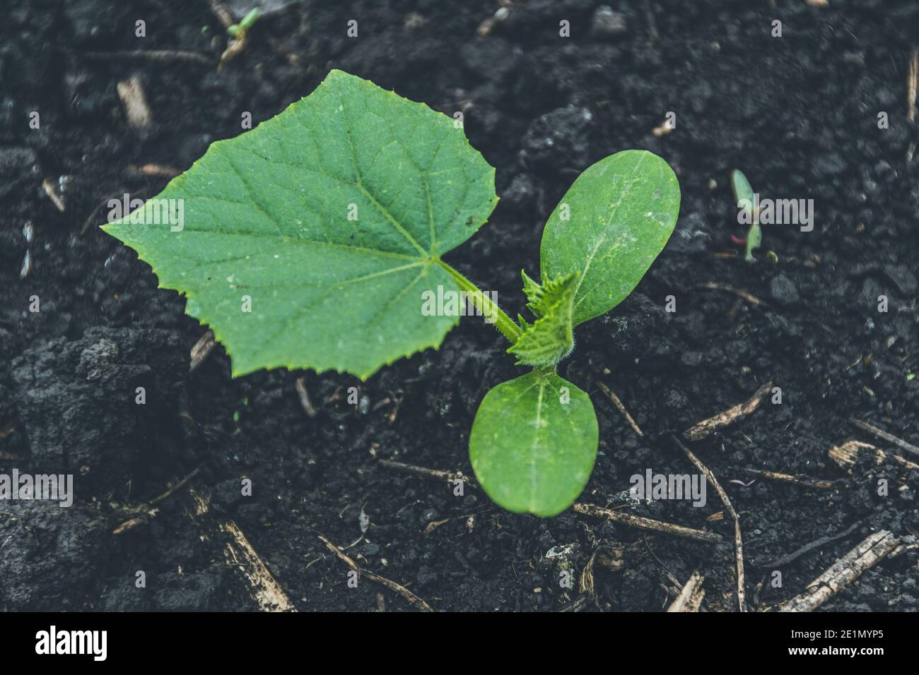 Jeunes pousses avec feuilles de concombre vert sur la ferme. Culture de légumes dans le jardin. Banque D'Images